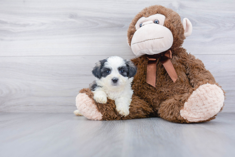 Smart Teddy Bear Designer Pup