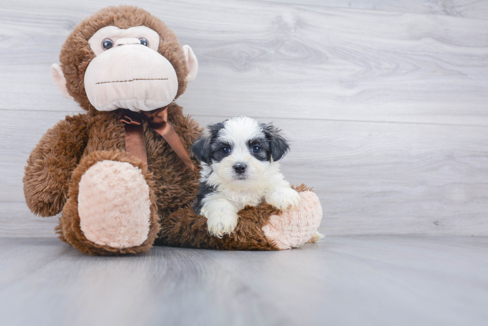 Happy Teddy Bear Baby