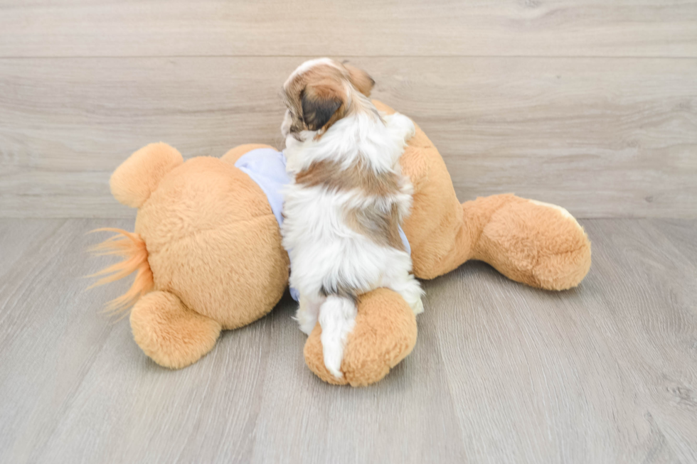 Best Teddy Bear Baby