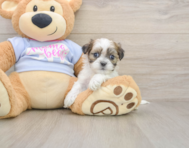 7 week old Teddy Bear Puppy For Sale - Premier Pups