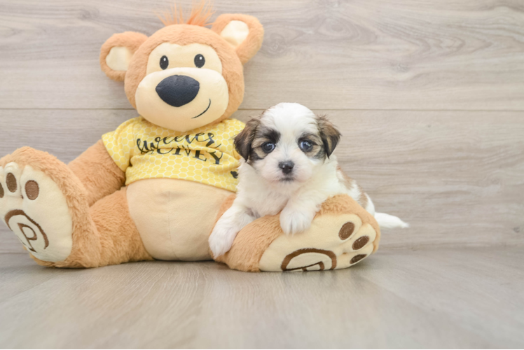 Teddy Bear Puppy for Adoption