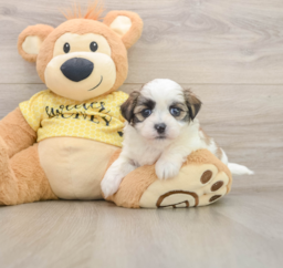 6 week old Teddy Bear Puppy For Sale - Premier Pups