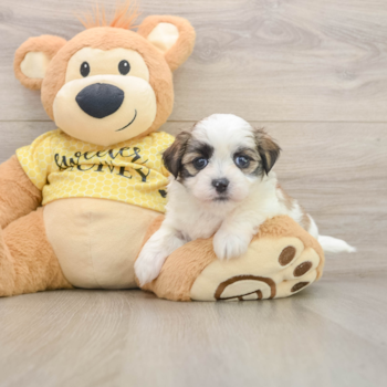 Teddy Bear Puppy for Adoption