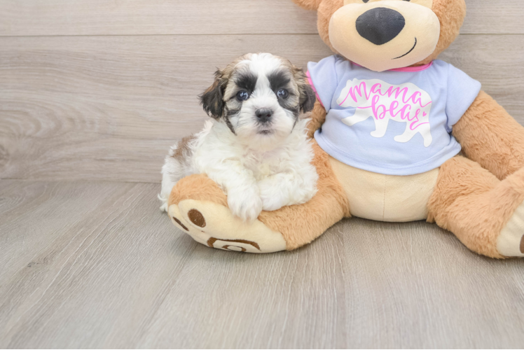 Sweet Teddy Bear Baby