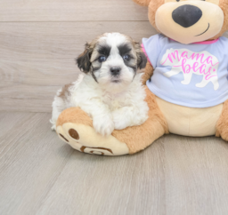 5 week old Teddy Bear Puppy For Sale - Premier Pups