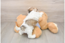 Teddy Bear Puppy for Adoption