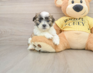 7 week old Teddy Bear Puppy For Sale - Premier Pups
