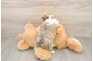Teddy Bear Pup Being Cute