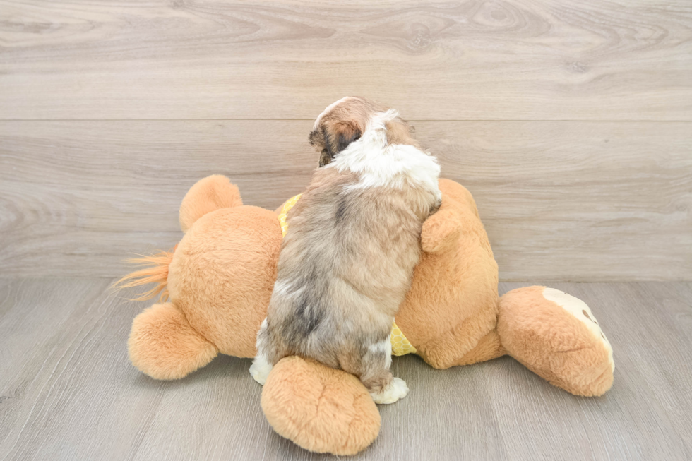 Teddy Bear Pup Being Cute