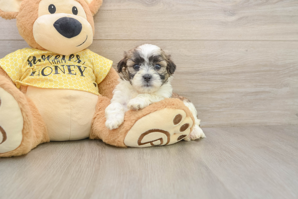 Teddy Bear Pup Being Cute