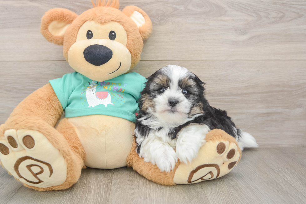 Popular Teddy Bear Designer Pup
