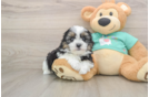 Funny Teddy Bear Designer Pup