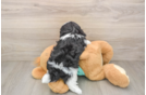 Small Teddy Bear Baby