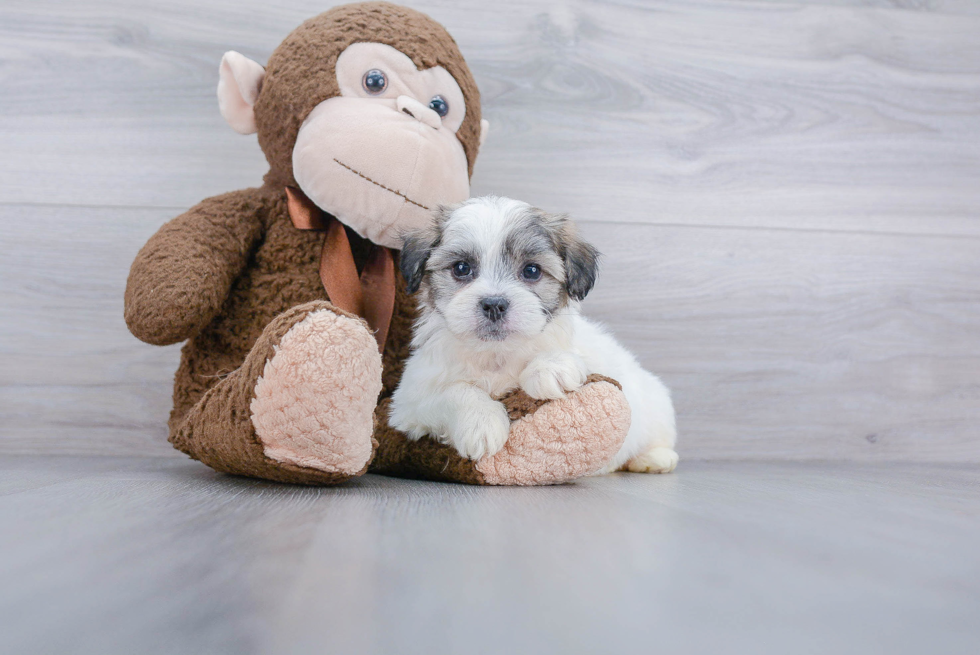 Fluffy Teddy Bear Designer Pup