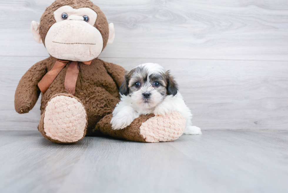 Teddy Bear Pup Being Cute