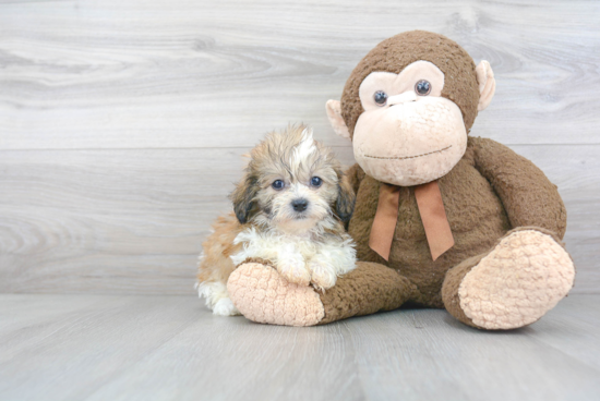 Teddy Bear Pup Being Cute