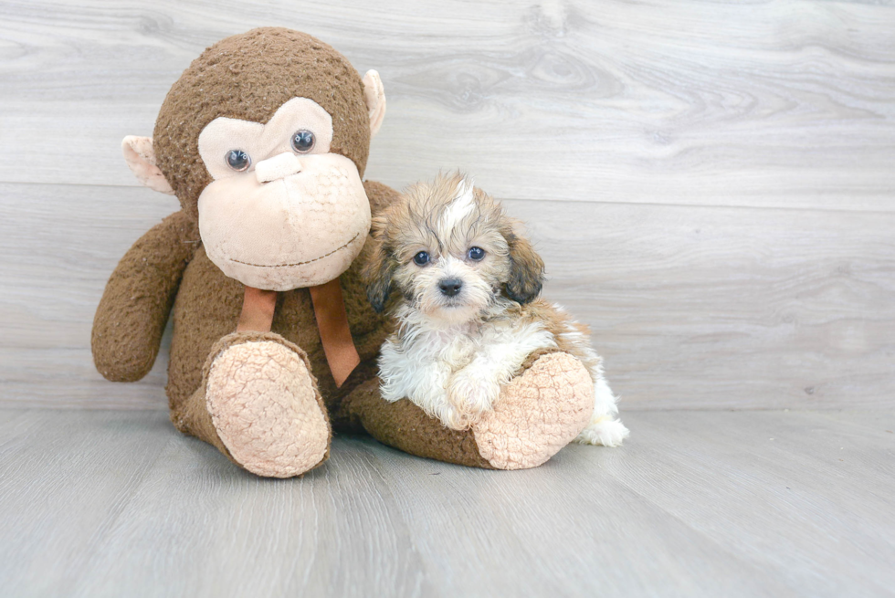 Teddy Bear Pup Being Cute