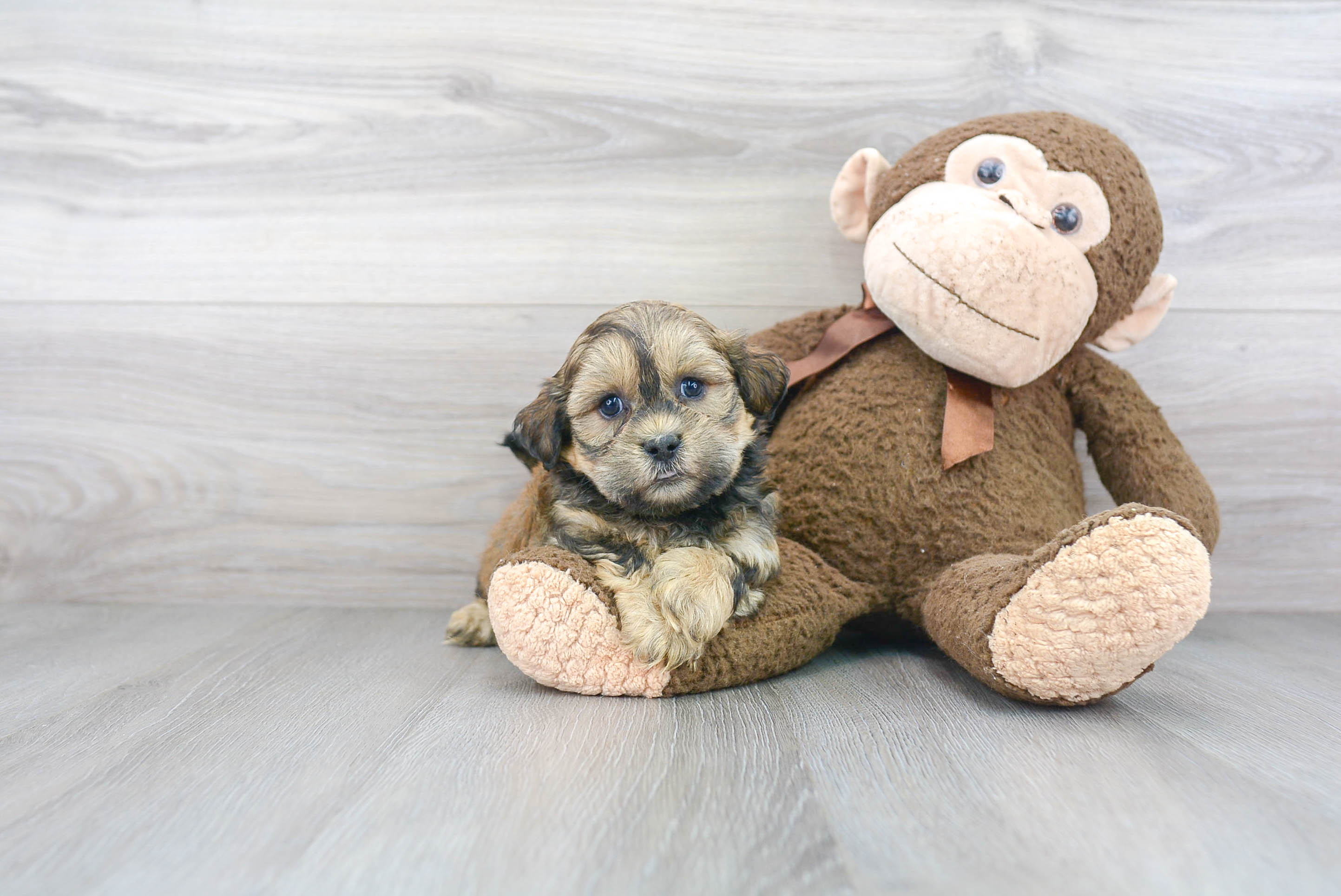Best Teddy Bear Baby