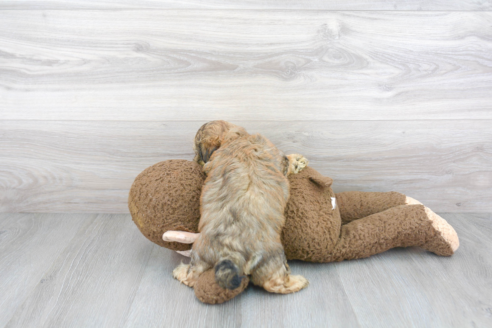 Teddy Bear Pup Being Cute