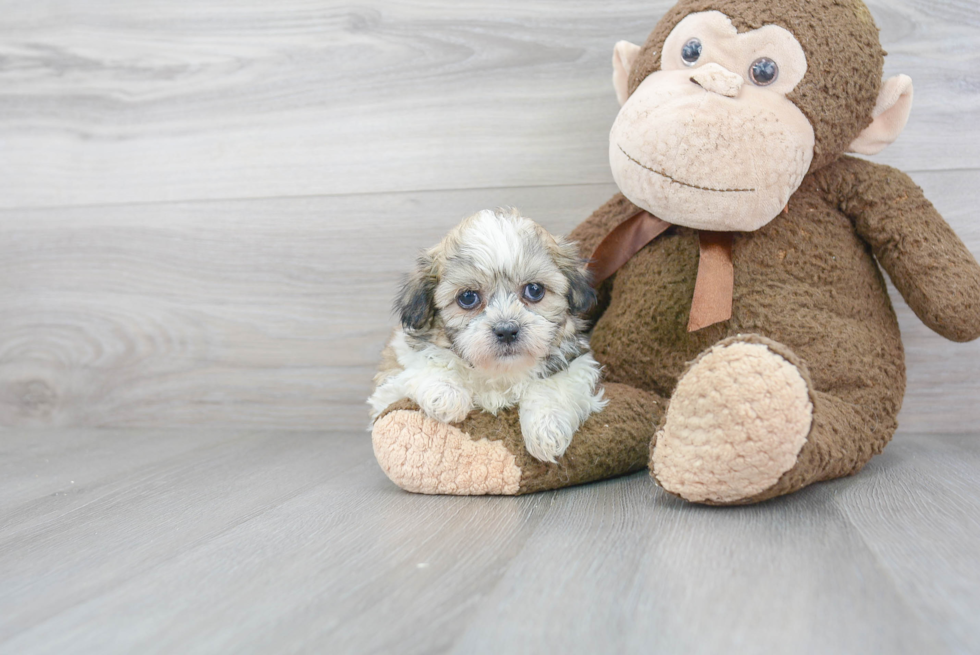 Fluffy Teddy Bear Designer Pup