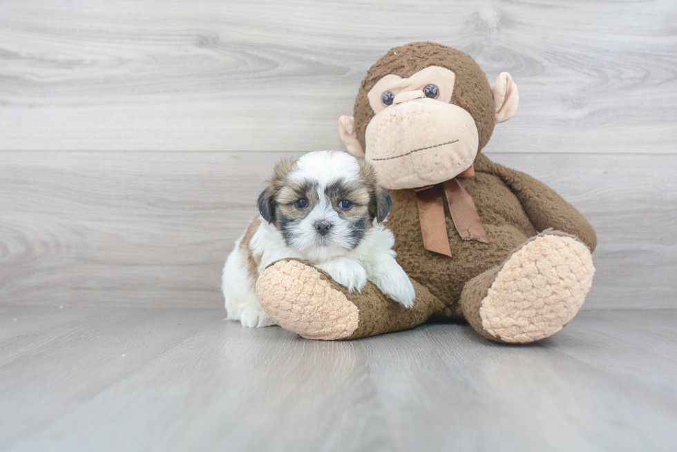 Fluffy Teddy Bear Designer Pup