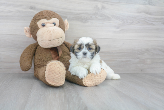 Teddy Bear Pup Being Cute