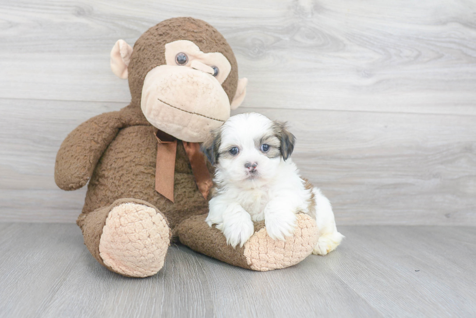 Playful Shichon Designer Puppy