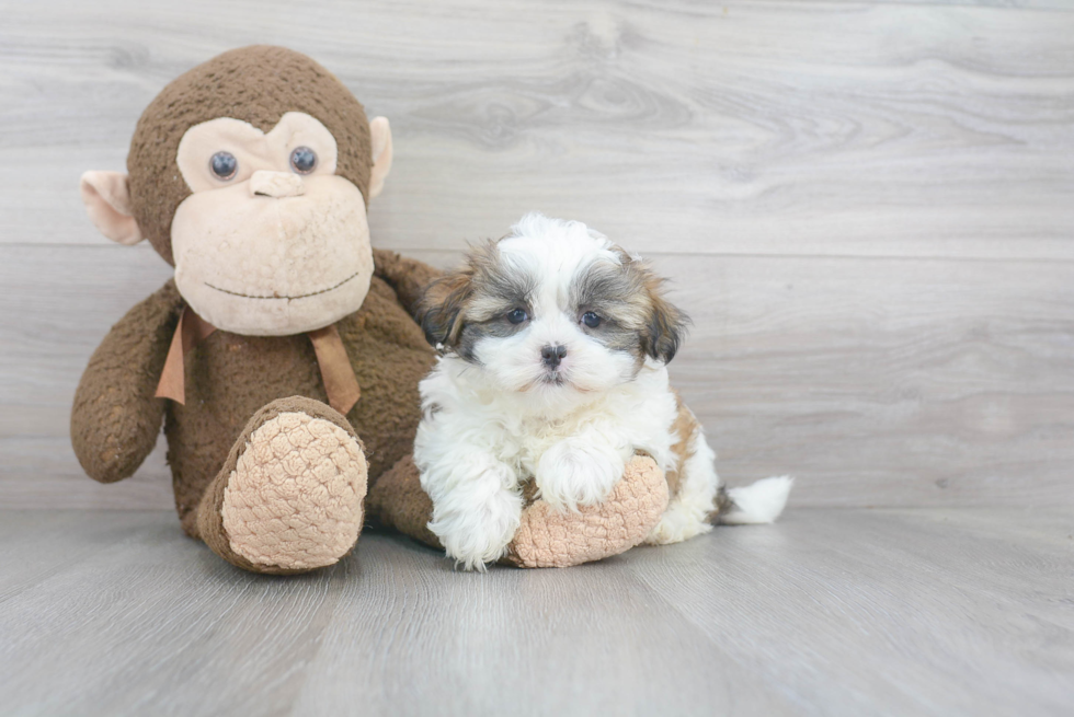 Teddy Bear Pup Being Cute