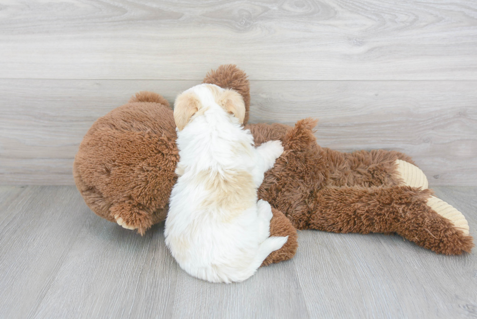 Teddy Bear Pup Being Cute