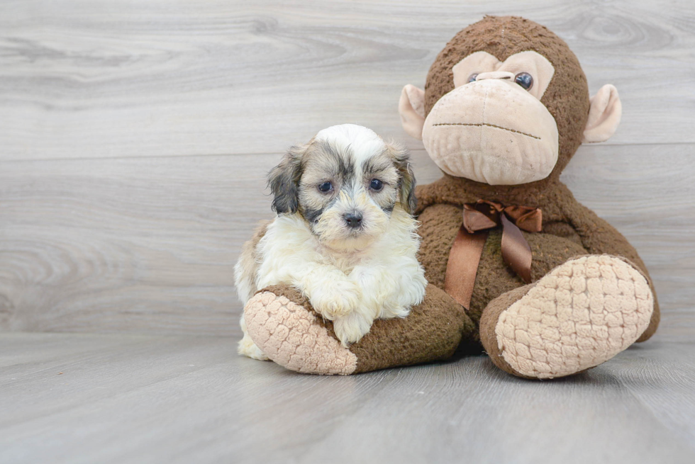 Popular Teddy Bear Designer Pup