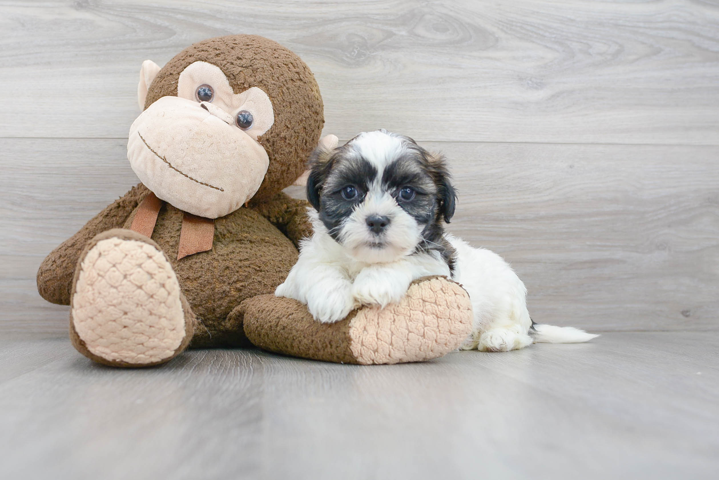Teddy Bear Puppy for Adoption