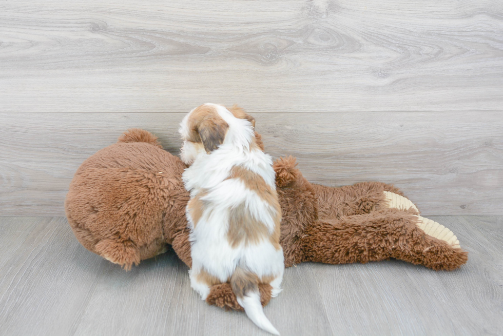 Teddy Bear Pup Being Cute