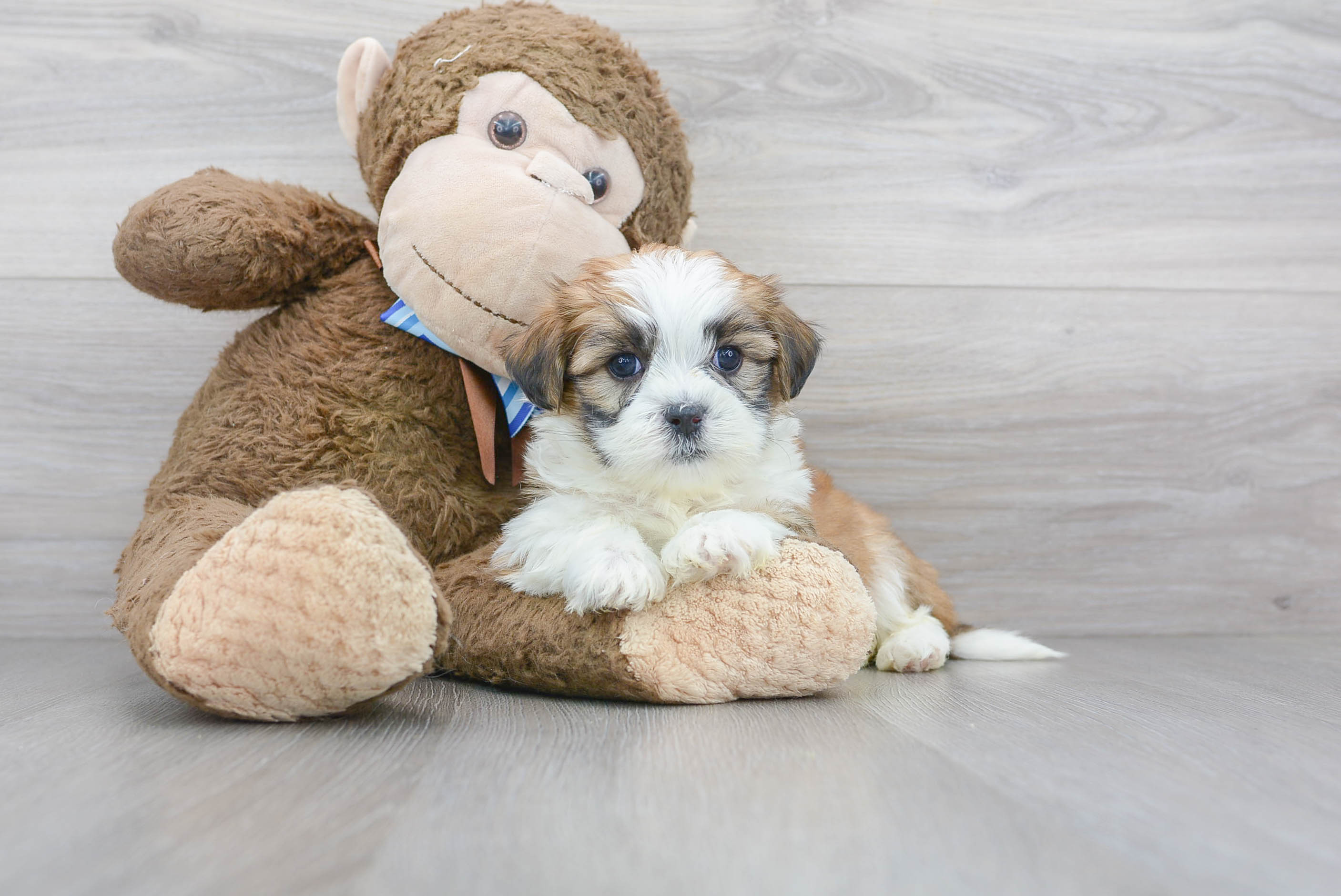 Hypoallergenic Shichon Designer Puppy