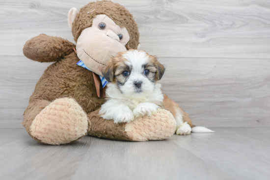 Hypoallergenic Shichon Designer Puppy