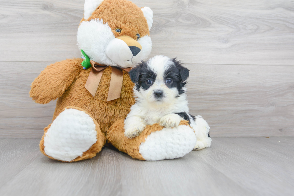 Popular Teddy Bear Designer Pup