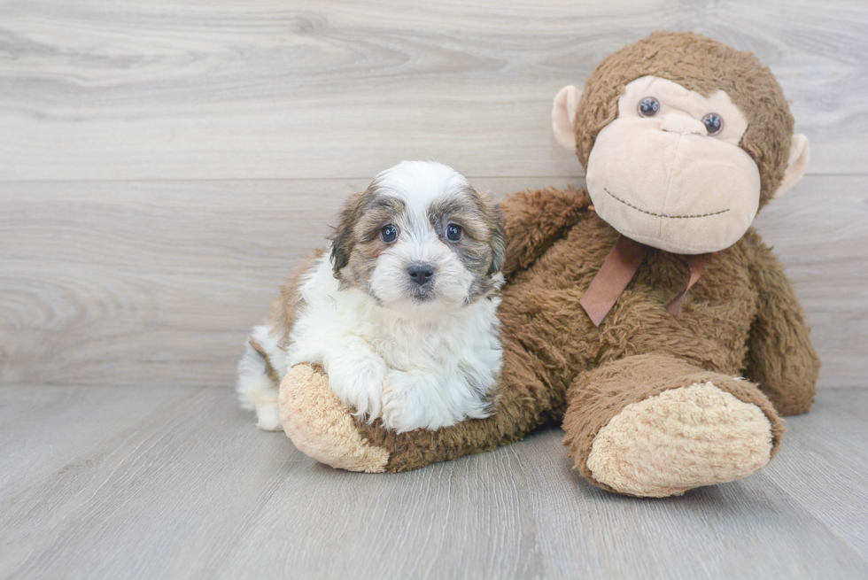 Cute Teddy Bear Baby