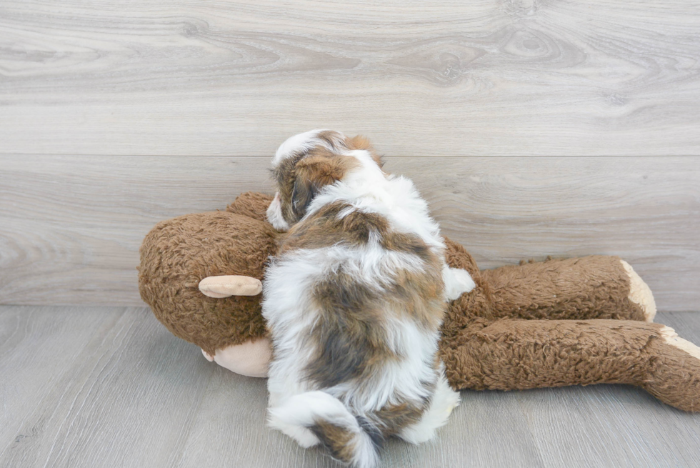 Teddy Bear Pup Being Cute