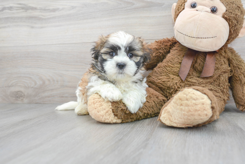 Teddy Bear Pup Being Cute