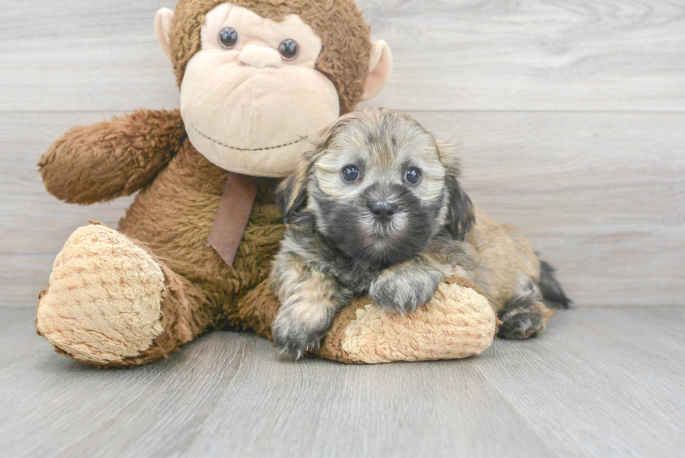 Teddy Bear Pup Being Cute