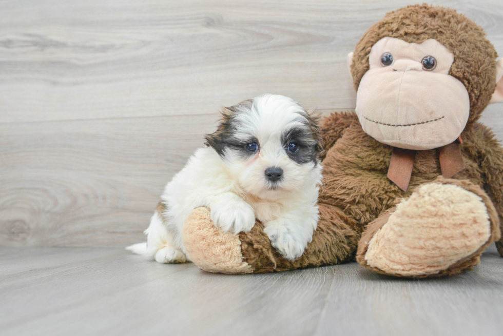 Fluffy Teddy Bear Designer Pup