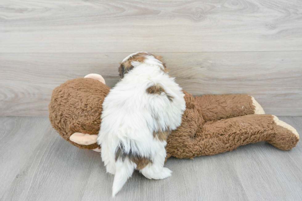 Energetic Shitzu Designer Puppy