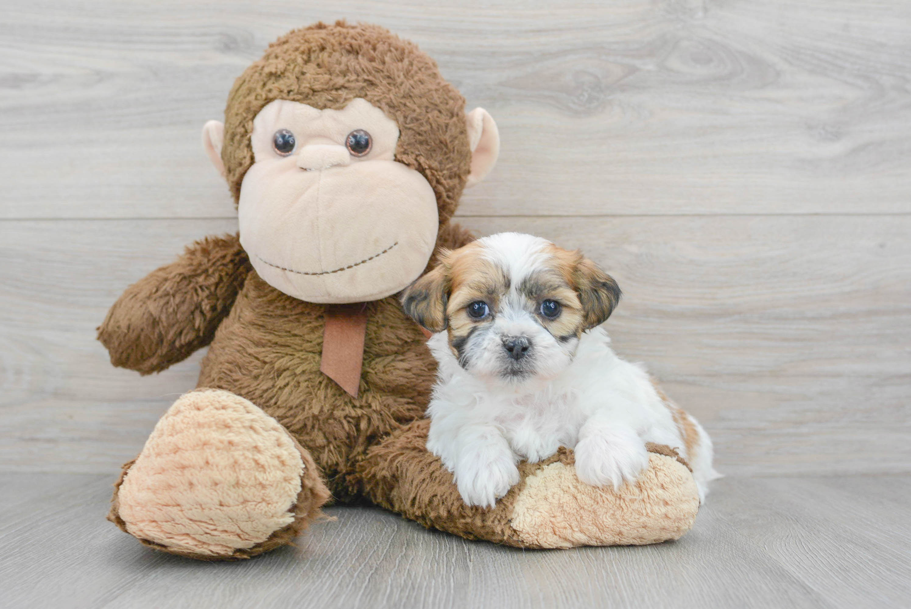 Teddy Bear Pup Being Cute