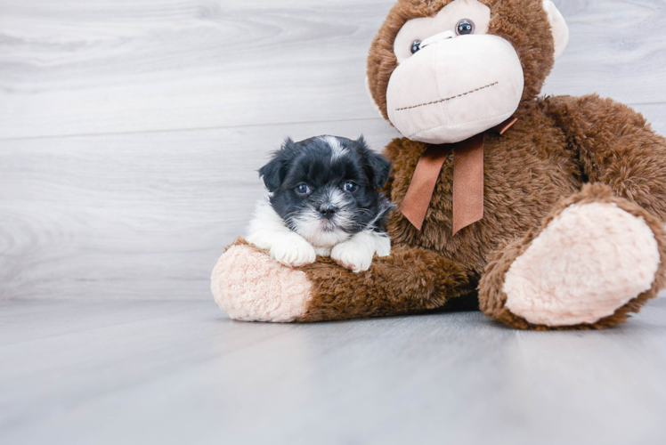 Smart Teddy Bear Designer Pup