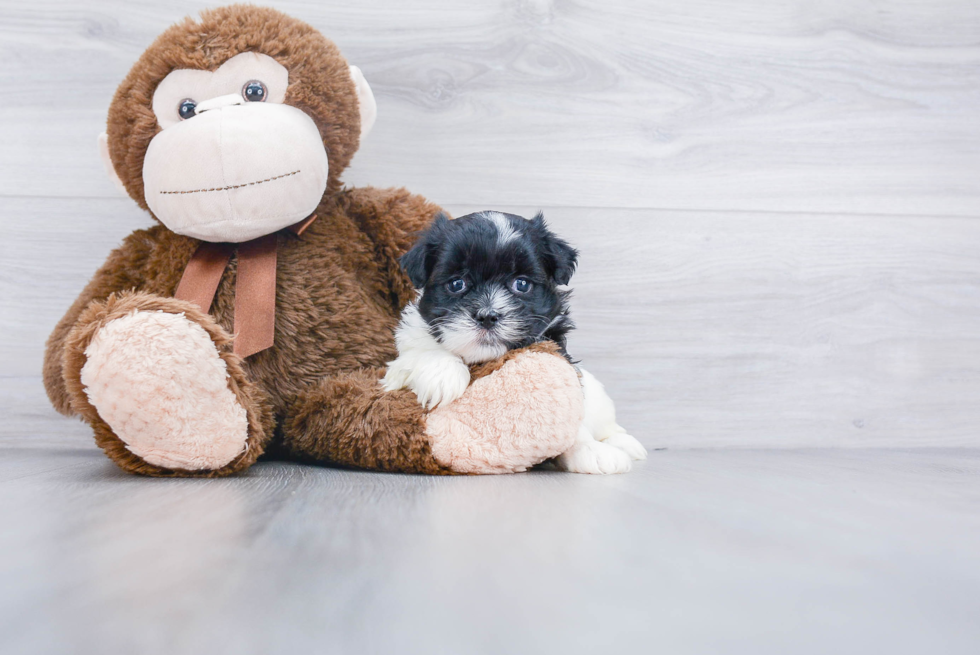 Adorable Shichon Designer Puppy