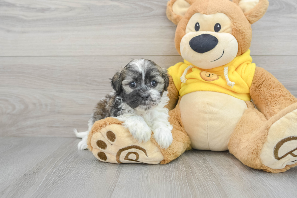 Popular Teddy Bear Designer Pup