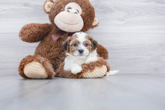 Teddy Bear Pup Being Cute