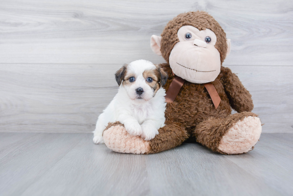 Teddy Bear Pup Being Cute