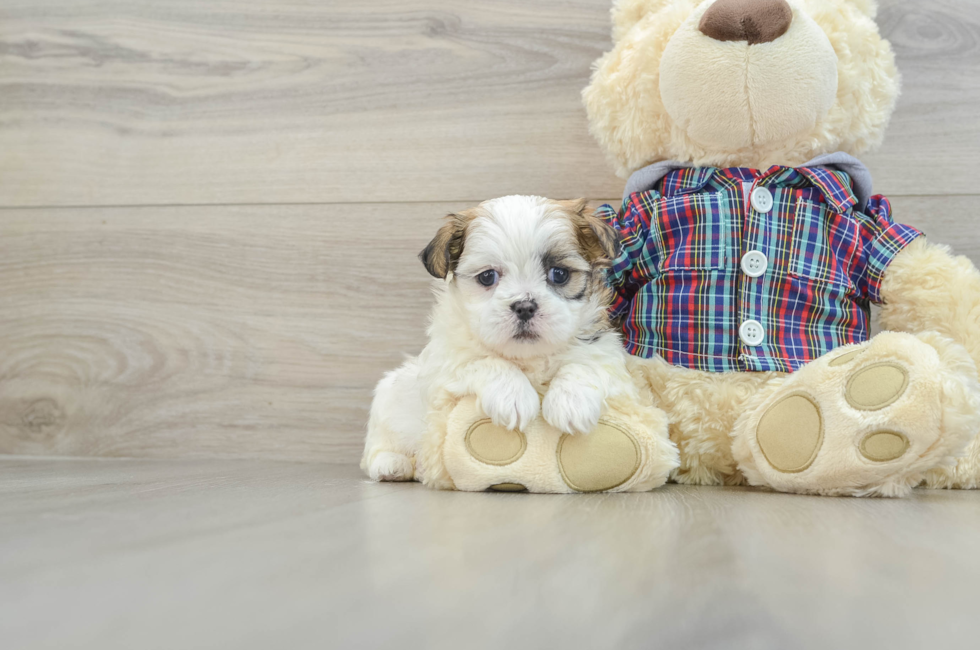 6 week old Teddy Bear Puppy For Sale - Premier Pups