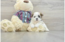 Smart Teddy Bear Designer Pup