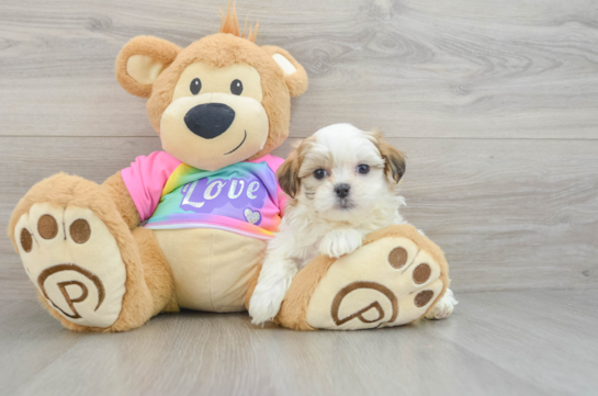 Teddy Bear Pup Being Cute